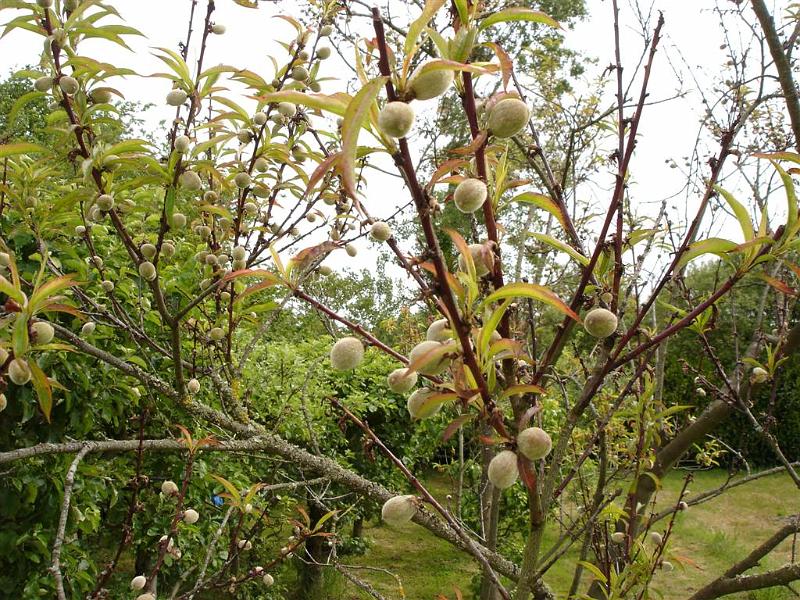Peche de vigne
